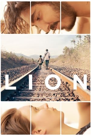 ლომი / Lion